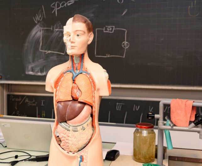 Eine Anatomiepuppe steht auf dem Lehrerpult. Sie veranschaulicht den anatomischen Aufbau des menschlichen Körpers.